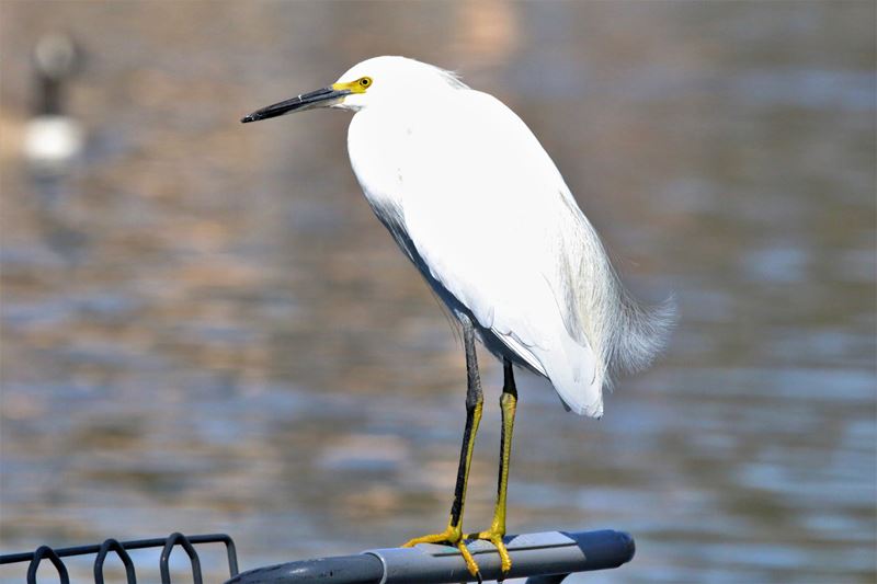 Showy Egret