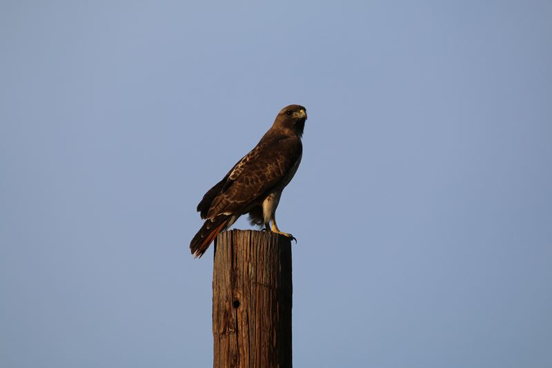 Red Tailed Hawk