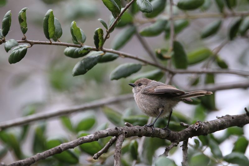 Bush Tit Bird