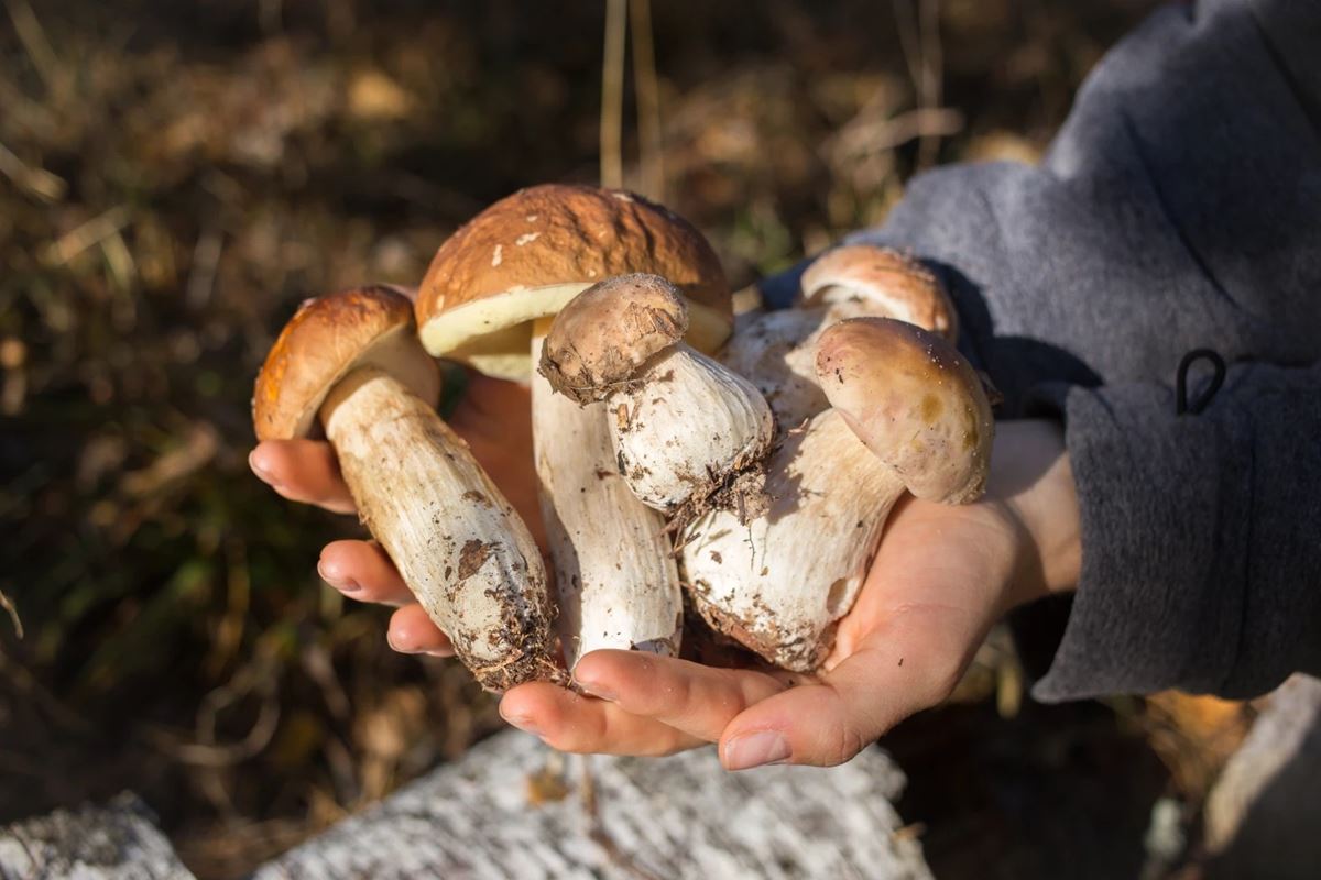 So Many Mushrooms! (U.S. National Park Service)