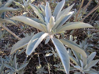 Salvia apiana