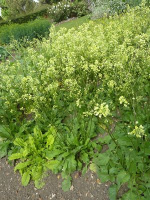 Brassica (nigra) and other mustards