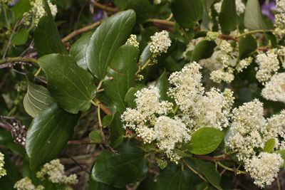 Ceanothus