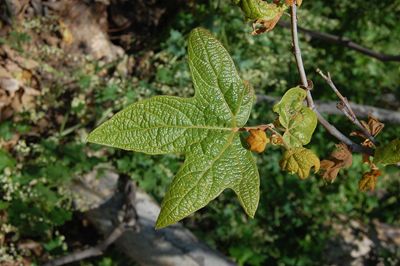 Platanus racemosa