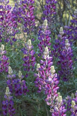 Lupinus albifrons