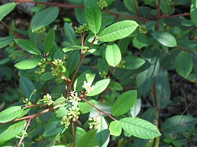 Frangula californica