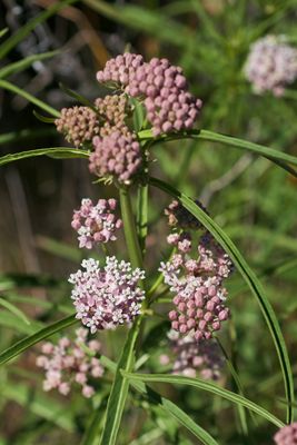 Asclepias fascicularis