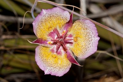 Plummer's mariposa lilu (Calochortus plummerae