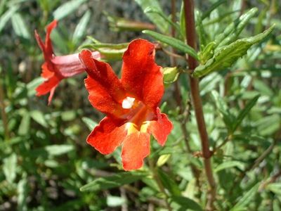 Mimulus aurantiacus var. puniceus (redbush monkeyflower)