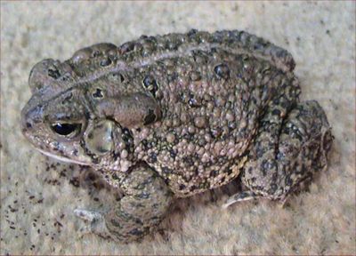  arroyo toad (Anaxyrus californicus)