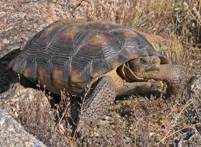 Desert tortoise (Gopherus agassizii)