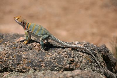 Mojave fringed-toed lizard (Uma scoparia)