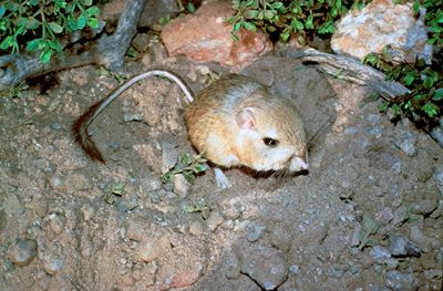 Tehachapi pocket mouse 