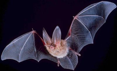 Townsend's big-eared bat (Corynorhinus townsendii)