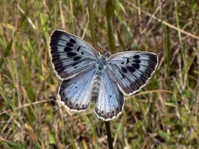 Palos Verdes blue butterfly (Glaucopsyche lygdamus palosverdesensis)