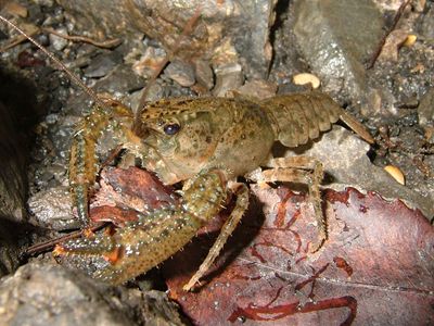crayfish (Astacoidea spp.)