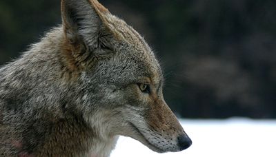 coyote (Canis latrans)