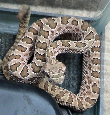 Pacific rattlesnake (Crotalus viridis)