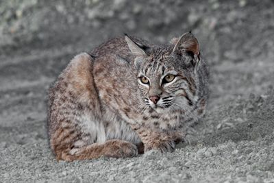 bobcat (Lynx rufus) 