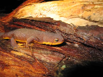Coast range newt (Taricha torosa)