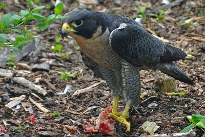 American peregrine falcon (Falco peregrinus)