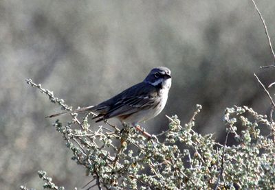 Bell's sparrow