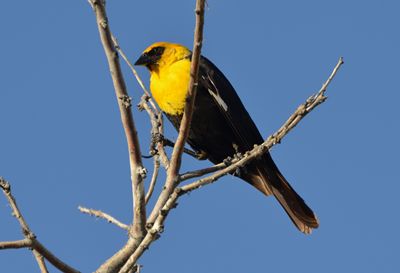 Yellow-headed blackbird (Xanthocephalus Xanthocephalus)