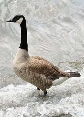 canada goose (Branta canadensis)