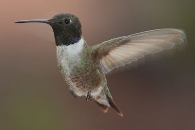 black-chinned hummingbird (Archilochus alexandri) 
