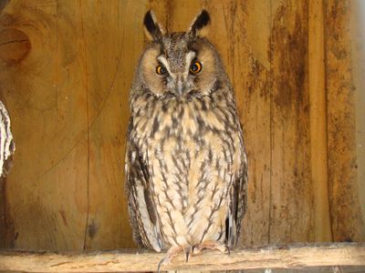 Long-eared owl (Asio otus) 
