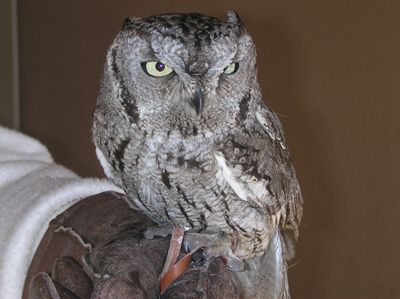 Western screech owl (Otus kenniottii)