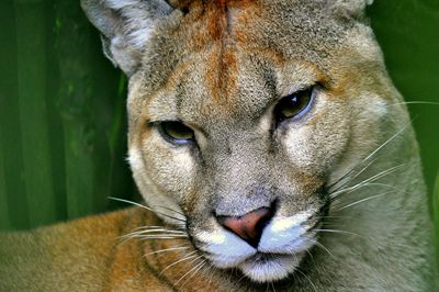 mountain lion