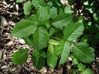 Poison Oak - Leaves of Three, Let it Be!