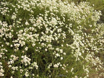 California buckwheat