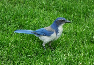 scrub jay