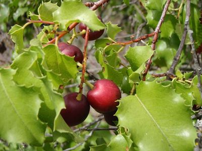 Prunus ilicifolia