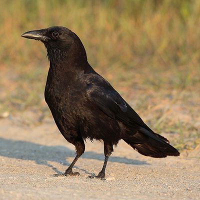 american crow