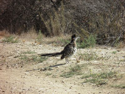 greater roadrunner