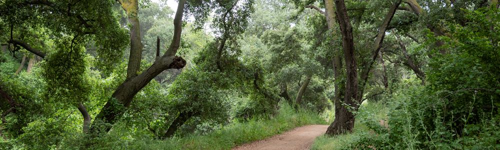 Marshall Canyon Trail Trails Los Angeles County